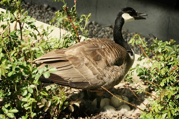 Canada Goose With A Nest Full of Eggs — Stock Photo, Image