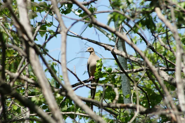 Tourterelle en deuil dans un arbre — Photo