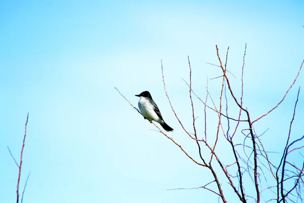 나무에 앉아 있는 동왕 새 — 스톡 사진