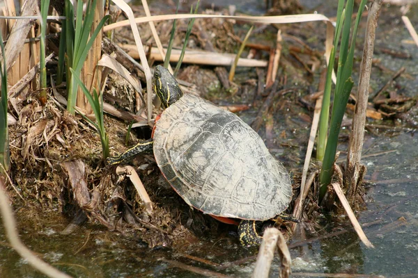 Geschilderde schildpad onder riet — Stockfoto