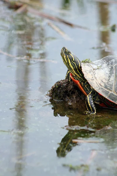 Geschilderde Turtle op modder in een moeras — Stockfoto
