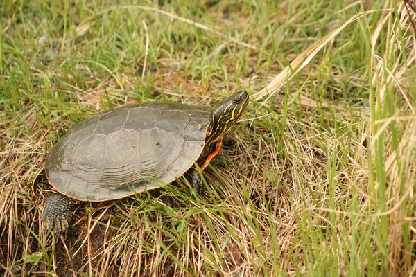 Geschilderde schildpad zonnen op gras — Stockfoto