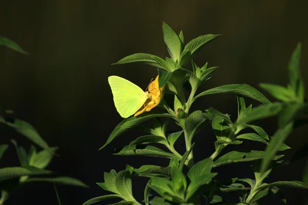 Farfalla gialla su un fiore — Foto Stock