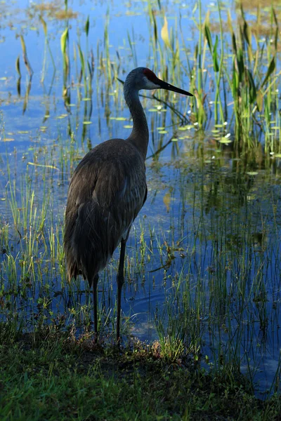 Sandhill Crane på en strandlinje — Stockfoto