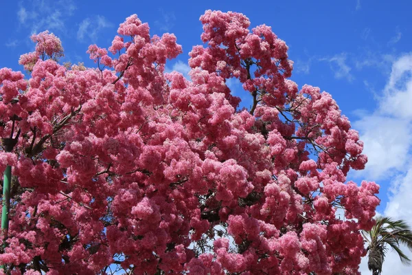 Träd med rosa blommor — Stockfoto