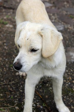 Beyaz köpek yavrusu portre