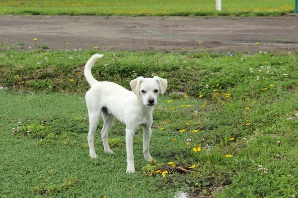 White Puppy in a Yard — Stock Photo, Image