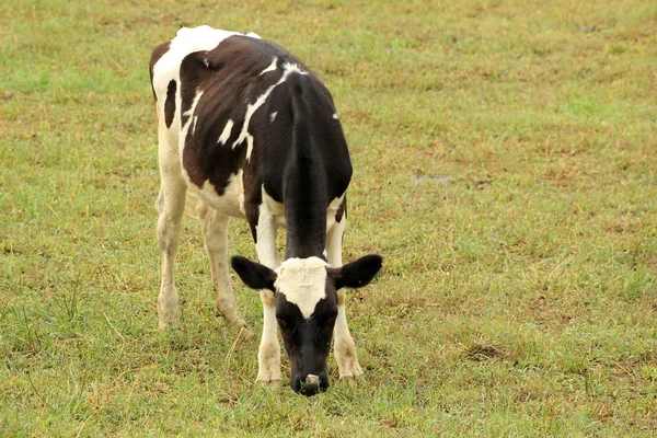 Holstein bezerro em um pasto — Fotografia de Stock