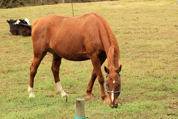 Barna ló legeltetés a legelőn — Stock Fotó