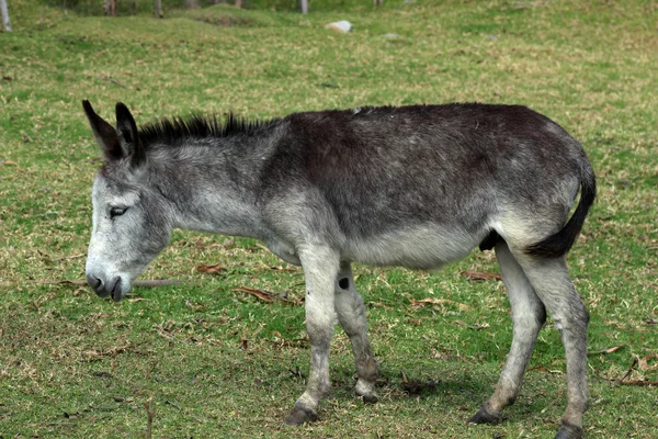 Mule dans un pâturage — Photo