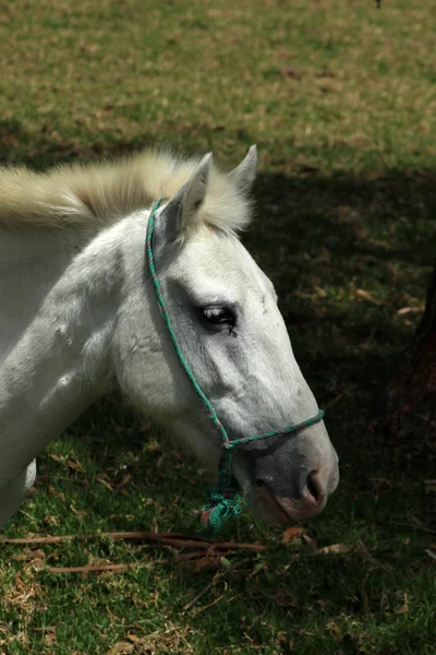 Білий кінь на фермі — стокове фото