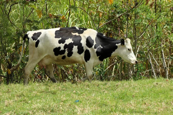 Vacca bianca e nera — Foto Stock