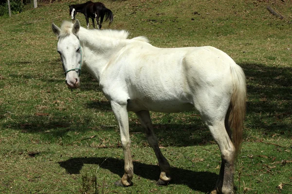 田里的白马 — 图库照片