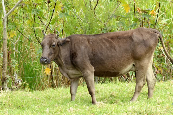 Bruin koe met hoorns — Stockfoto