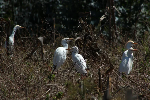 Egrets de gado em um pasto — Fotografia de Stock
