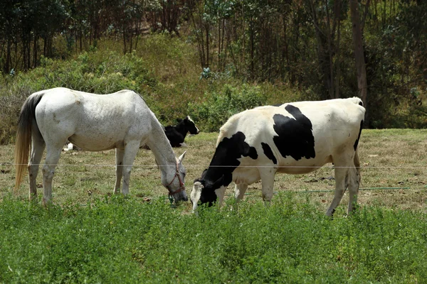 Caballo y vaca en una valla — Foto de Stock