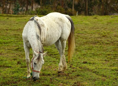 White Horse bir çiftlikte