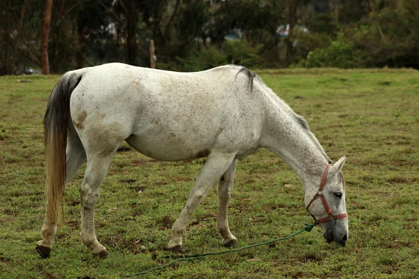 White Horse Eating Grass — Stock Photo, Image