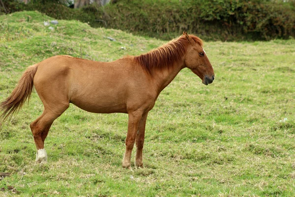 Bruin paard in een grasveld — Stockfoto