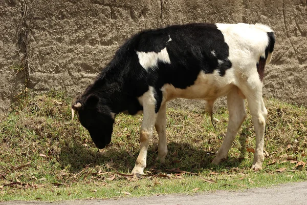 Holstein-borjú és Vályogtégla fal — Stock Fotó