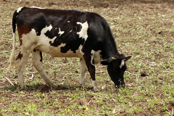 Holstein Cow Grazing em um campo — Fotografia de Stock