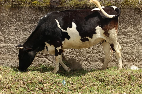 Holstein kráva a zeď z vepřovic — Stock fotografie