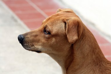 Kahverengi bir köpek yüz
