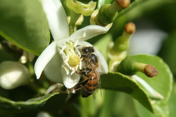 Miele d'api impollinazione fiore d'arancio — Foto Stock