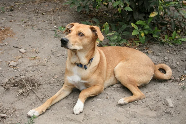 Evde beslenen hayvan kahverengi köpek bir bahçe içinde