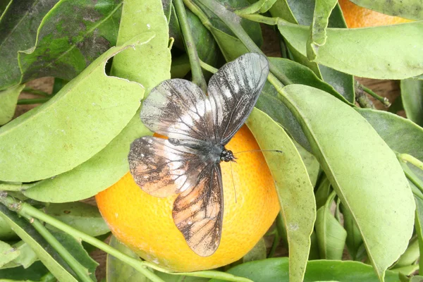 Метелик на апельсині — стокове фото