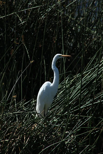 Grand héron blanc dans les roseaux — Photo