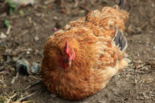 Rooster in a Field — Stock Photo, Image