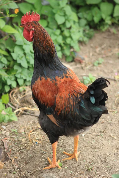 Colorful Rooster — Stock Photo, Image