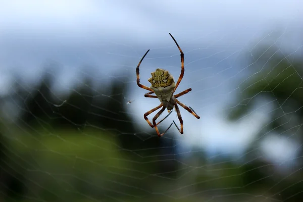 Žlutý a bílý pavouk na webu — Stock fotografie