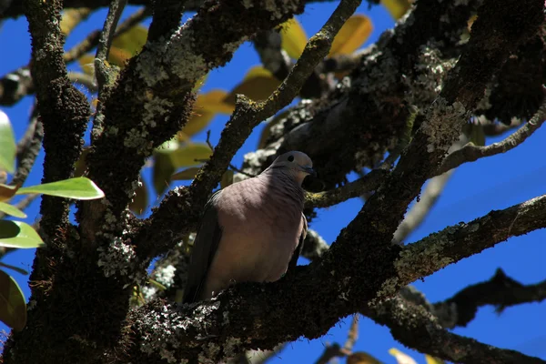 Colombe sur une branche d'arbre — Photo