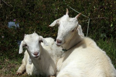 Bir alandaki genç keçi