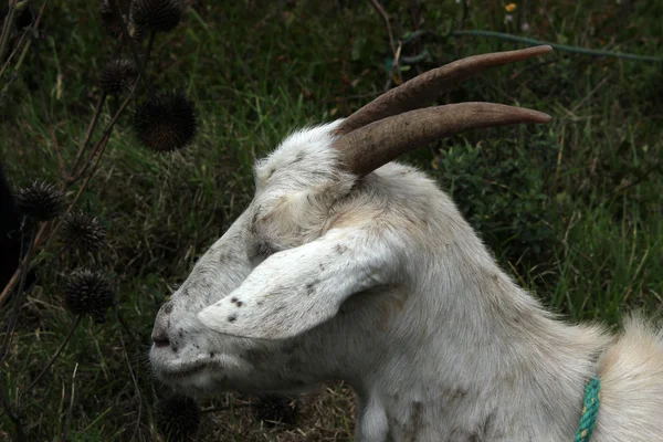 Portrét bílé kozy — Stock fotografie