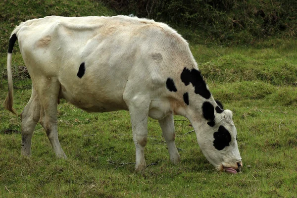 Witte koe met zwarte stippen — Stockfoto