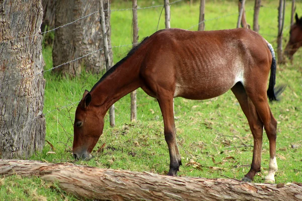 Jeune cheval brun dans une prairie — Photo