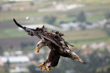 Uçan Kartal