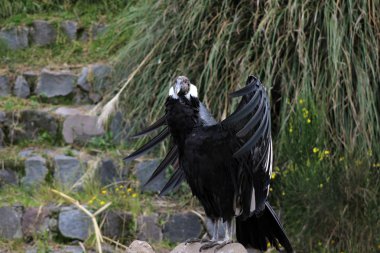 Kadın and Condor sunning