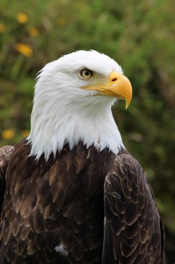 Erkek Amerikan kel kartal başkanı