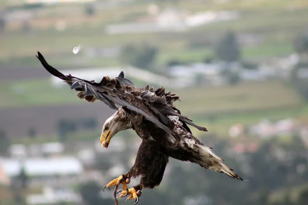 Uçan Kartal
