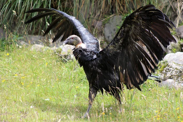 Condor andino feminino com asas abertas — Fotografia de Stock