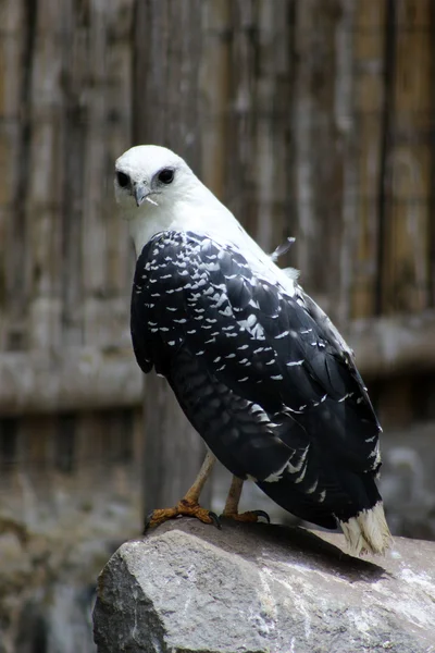 Grå backas Hawk — Stockfoto