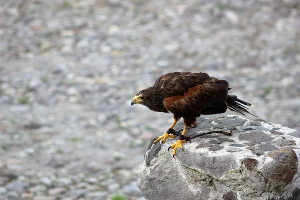 Harris Hawk čekají na Fly — Stock fotografie