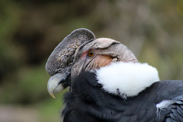 Hoofd van een mannelijke Andescondor — Stockfoto