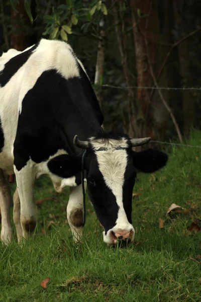 ホルスタイン種雌牛の農場で — ストック写真