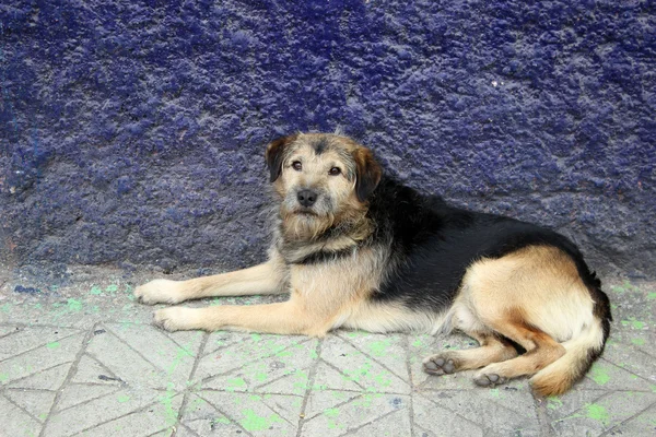 Brown and Black Dog on the Street — Stock Photo, Image