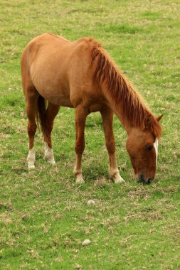 bir çiftlikte kahverengi at